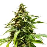 Jaguar OG Auto (von Paisa Grow Seeds) :: Cannabis Sorten Infos