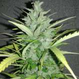 PEV Seeds Bank Piensa En Cheese Auto