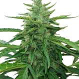 PEV Seeds Bank Piensa En Northern Light Auto