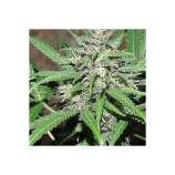 PEV Seeds Bank Piensa en Great White Shark Auto