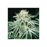 PEV Seeds Bank Piensa en White Widow auto