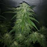 Philosopher Seeds Pure CBG