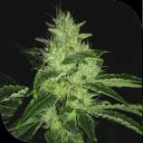 Plantformers Mrx Kush