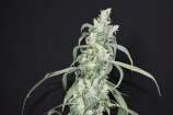 Pot Valley Seeds Crystal Sherbet