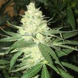 Pot Valley Seeds Orange Snap