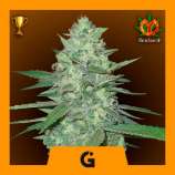 Professional Genetics Seeds Bud Factory