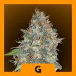 Professional Genetics Seeds Rift Valley