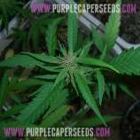 Purple Caper Seeds Fire Lady