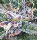 Purple Caper Seeds Grape OG