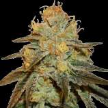 Quebec Cannabis Seeds Bruce Banner Fast Version