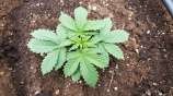 Quebec Cannabis Seeds Fruity Pebbles 2.0