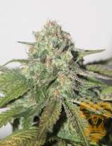 Real Gorilla Seeds Affiedaze