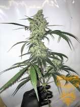 Real Gorilla Seeds Auto Whitey Freeze