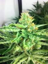 Real Gorilla Seeds Gorilla Haze