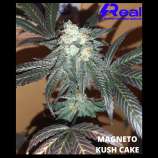 Realpotency Magneto Kush Cake