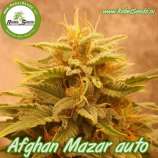 Rebel Seeds Afghan Mazar Auto