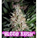 Riot Seeds Blood Kush