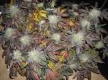 Riot Seeds Nevil's Blackberry