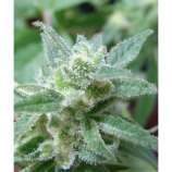 Riot Seeds Psycho Killer Bubba Kush