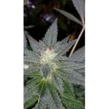 Riot Seeds Sour Strawberry Triangle