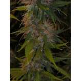 Riot Seeds Sweet Double Affie