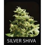 Rokerij Seeds Silver Shiva