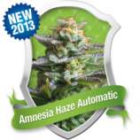 Royal Queen Seeds Amnesia Haze Automatic