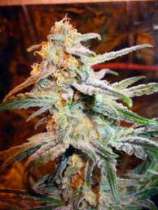 Royal Queen Seeds Blue Mistic