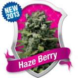 Royal Queen Seeds Haze Berry