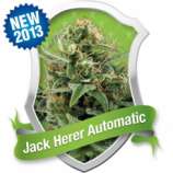 Royal Queen Seeds Jack Herer Automatic
