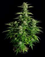 Royal Queen Seeds Orion