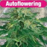 Royal Queen Seeds Royal Automatic