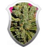 Royal Queen Seeds Royal Cheese