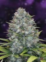 SOG Seeds Misty Bubble