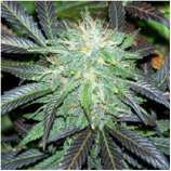 Sagarmatha Seeds Black Domina Auto