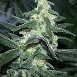 Sagarmatha Seeds Silver Bullet