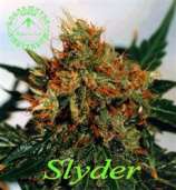 Sagarmatha Seeds Slyder