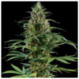 Sannie's Seeds Motherlode Kush