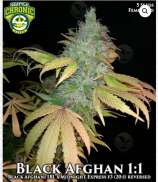 Seattle Chronic Seeds Black Afghani 1:1