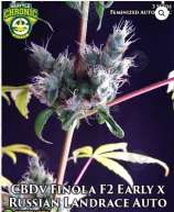 Seattle Chronic Seeds CBDv Finola F2 Early x Russian Landrace Auto F2