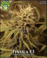 Seattle Chronic Seeds Finola F3