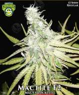 Seattle Chronic Seeds Mactite