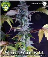 Seattle Chronic Seeds White Widow 1:1