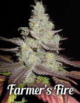 Second Generation Genetics Farmer’s Fire