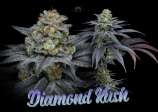 Secretfile Genetic Diamond Kush