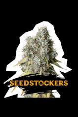 SeedStockers Bruce Banner Auto