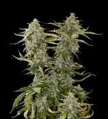 SeedStockers Candy Dawg