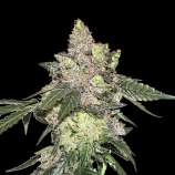 SeedStockers Girl Scout Cookies