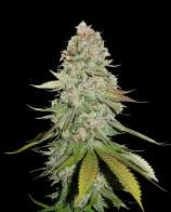 SeedStockers Gorilla Glue