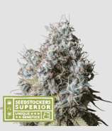 SeedStockers Rucu Cucu OG